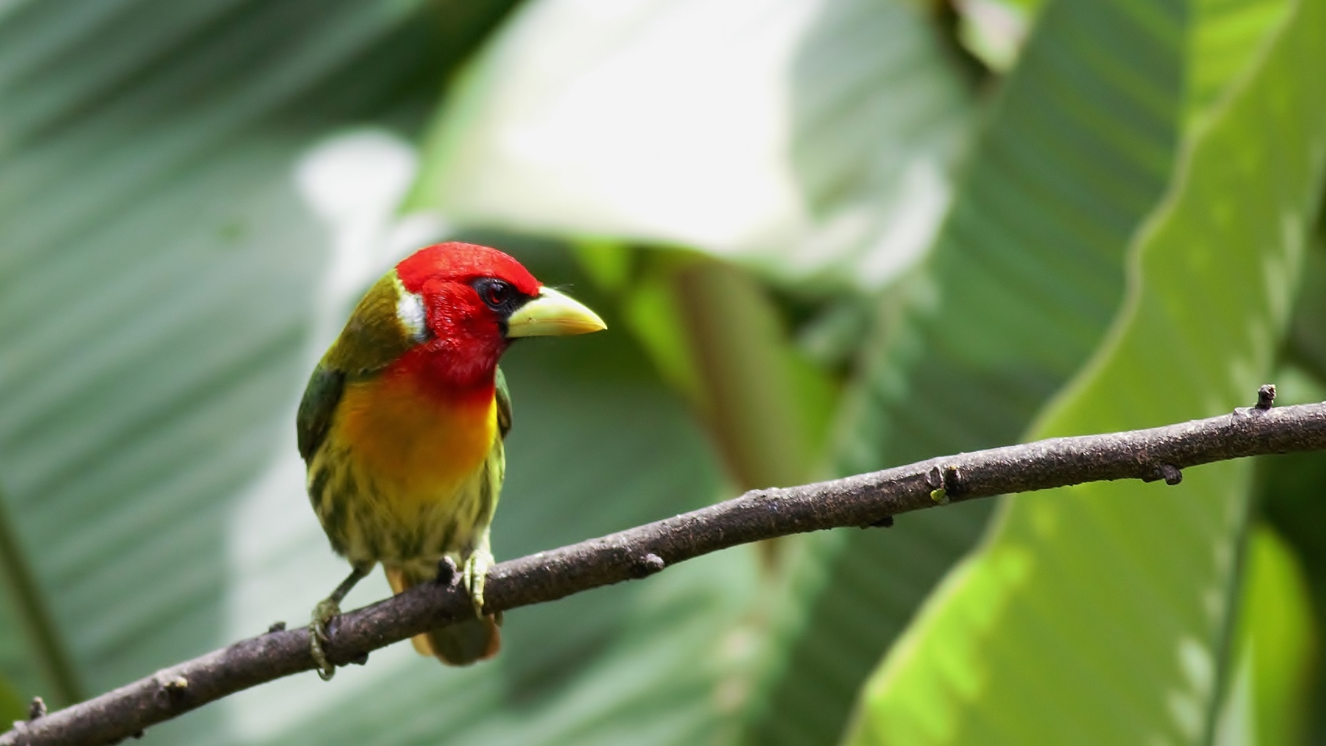 Red-headed Barbet
